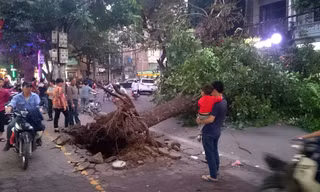 Cây cổ thụ bất ngờ bật gốc chắn ngang đường, đè vào xe máy