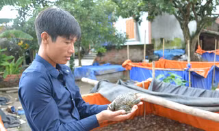Cử nhân… ếch