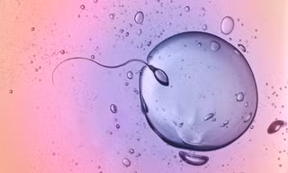 Sự thu hút của trứng và tinh trùng khác với những gì ta đã từng biết.