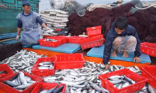 Việt Nam có 6 tháng để khắc phục cảnh báo thẻ vàng của EU, để trở về thẻ xanh trong vấn đề khai thác hải sản. Ảnh: ThuysanVietNam