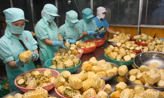 Xuất khẩu rau quả tiếp tục tăng trưởng ấn tượng trong 5 tháng đầu năm 2017 