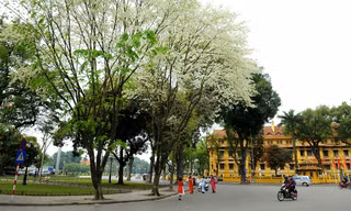 Hoa sưa nhuộm trắng Hà Nội