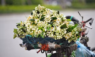 Đường phố Hà Nội ngát hương hoa bưởi