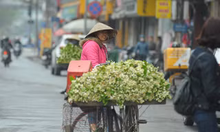 Hoa bưởi dịu dàng về trên phố ngày xuân
