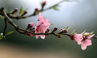 Lung linh sắc hoa đào biên giới