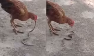 Hổ mang bò vào nhà dọa người