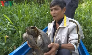 Thả con càng đước nặng hơn 11 kg về Khu bảo tồn thiên nhiên