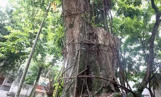 Kiểm lâm hướng dẫn khai thác cây sưa trăm tỷ ở Hà Nội