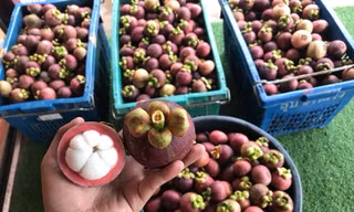 Du khách bị 'chặt chém' gần 600.000 đồng/kg măng cụt ở Huế