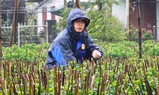 Nông dân Huế dầm mình giữa giá rét như cắt da thịt.