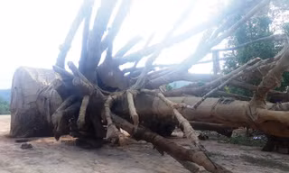 Các cây "quái thú" nằm tại trường tránh Huế và chưa được hạ tải, cắt gọt thân ngọn để bảo đảm điều kiện tiếp tục lưu thông ra Bắc.