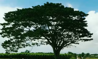 "Cây cô đơn" tại Huế đang được nhiều người săn tìm vì sự nổi tiếng của nó