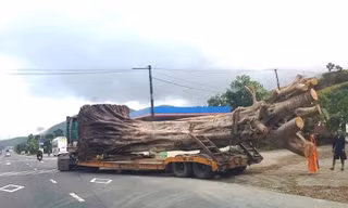 Sau khi qua nhiều tỉnh, thành miền Trung, xe chở cây "khủng" này đã bị CSGT TT-Huế chặn bắt