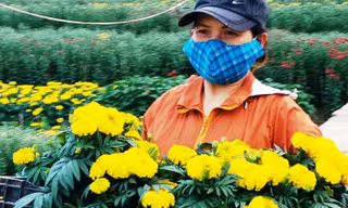 Người dân Huế có một năm bội thu hoa