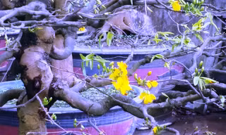 Người chơi mai kiểng, mai cổ tại Huế không mấy vui khi nhìn những gốc mai hình thế cổ quái như thế này đã sớm trổ nụ khai hoa.