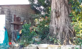 Chủ đất lo sợ cây cổ thụ đô sập vào nhà đè chết người. Trong khi, chính quyền thị xã Hương Thủy cho rằng, thẩm quyền giải quyết tài sản cá nhân không thuộc cơ quan này