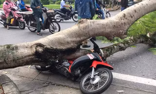 Hiện trường cây đổ 