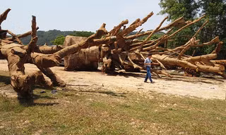 Qua kiểm tra thực tế và đối chiếu với hồ sơ, thì cả 3 cây cổ thụ tập kết tại phường Phú Bài thời gian vừa qua đều là cây Đa sộp.