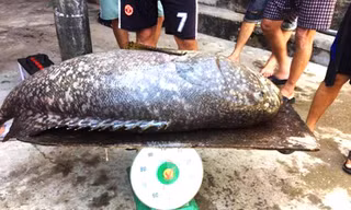 Cá mú "khủng" nặng tới 55kg vừa bắt được trên vùng đầm Cầu Hai. Ảnh: Trung tâm Ươm tạo và Chuyển giao công nghệ - Đại học Huế.
