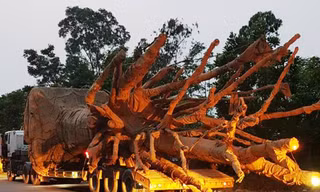 Đoàn xe chở cây "quái thú" sau khi đi qua nhiều tỉnh, thành đã bị lực lượng CSGT Công an TT-Huế chốt chặn, xử lý. 
