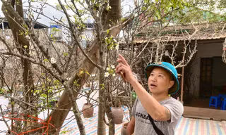 Lê, mận trắng muốt đã rộn ràng 'xuống phố'