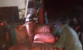 Nông dân Yên Bái gặt lúa trong đêm tránh bão