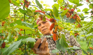 Dâu tằm vào mùa thu hoạch, chín đỏ vùng ven ngoại thành Hà Nội