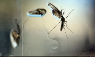 Virus zika lây truyền qua muỗi đốt