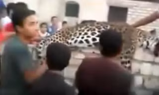 Con báo bị cảnh sát bắn chết sau khi vồ chết bé gái 9 tuổi.