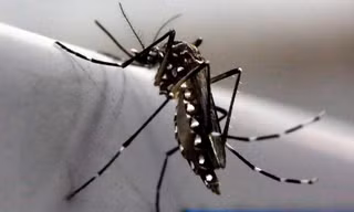 Liên Hợp Quốc đề xuất dùng phóng xạ diệt muỗi ngăn dịch Zika