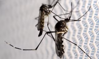 Virus Zika lây truyền chủ yếu do muỗi đốt 
