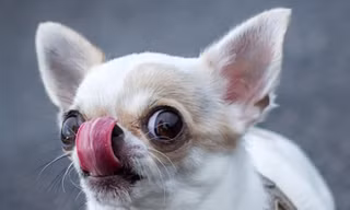 Chó Chihuahua