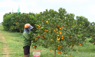 Xuất khẩu rau quả đạt kỷ lục 7,2 tỷ USD