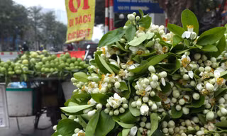 Hoa bưởi đầu mùa giá tới nửa triệu đồng/kg vẫn hút khách Hà Thành