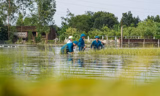 Người dân ngoại thành Hà Nội tất bật ra đồng chạy đua với lũ vớt vát tài sản 