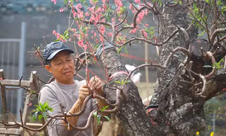'Hái ra tiền' từ dịch vụ hồi sinh đào sau Tết 
