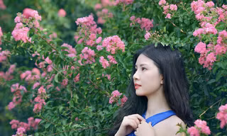 Rực rỡ những con đường hoa tường vi giữa lòng Hà Nội