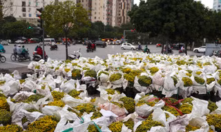 Cúc miền Tây 'bay' Hà Nội: Hoa đẹp giá rẻ, bán vù vù