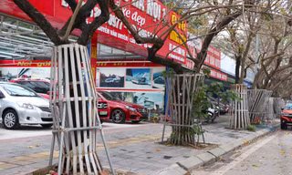 Những cách trồng cây độc nhất vô nhị trên vỉa hè Hà Nội