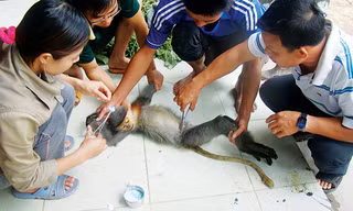 Một thú rừng bị thương được chăm sóc tại trung tâm cứu hộ và bảo tồn, phát triển sinh vật, Vườn Quốc gia Chư Mom Ray. Ảnh: Phạm Anh