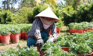 Bà Nguyễn Hoàng Yến đang chăm sóc hoa ẢNH: KIM HÀ