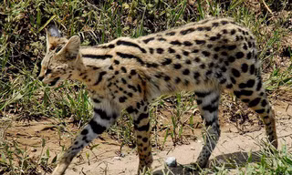1001 thắc mắc: Loài mèo nào chạy nhanh chỉ sau báo cheetah?