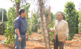 Nông dân cay mắt vì hồ tiêu