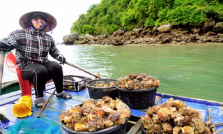 Nghề lặn bắt 'thần dược' trên vịnh di sản 