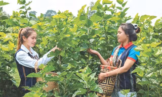 Khát khao đưa tơ lụa Việt Nam xứng tầm thế giới 
