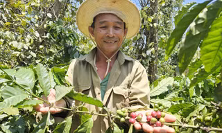 Thủ phủ cà phê vẫn chưa hết lo dù giá tăng đột biến 