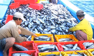 Thuỷ sản gian nan gỡ 'thẻ vàng'