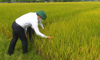 'Vua lúa' trên cánh đồng bỏ hoang 