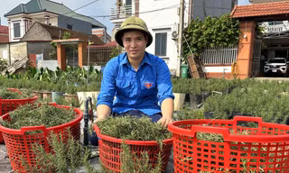 Kiếm tiền tỷ từ quả bồ kết và cây tía tô 