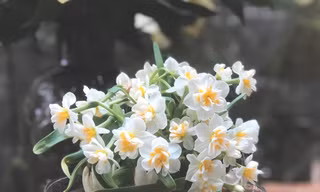 Cầu kì như chơi hoa thuỷ tiên 